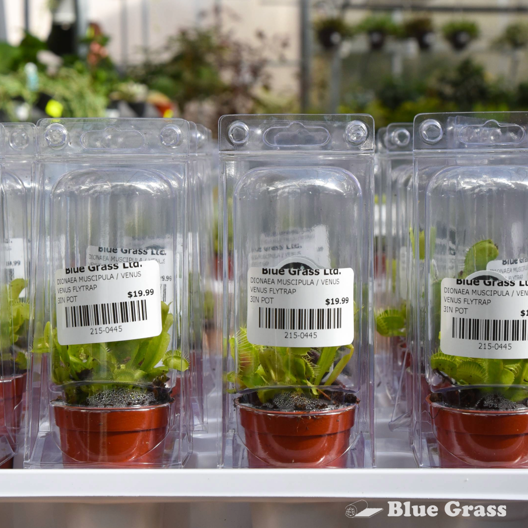 Dionaea Muscipula – Venus Flytrap 3 inch Pot – Blue Grass Nursery