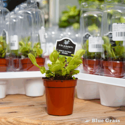 Dionaea Muscipula - Venus Flytrap 3 inch Pot