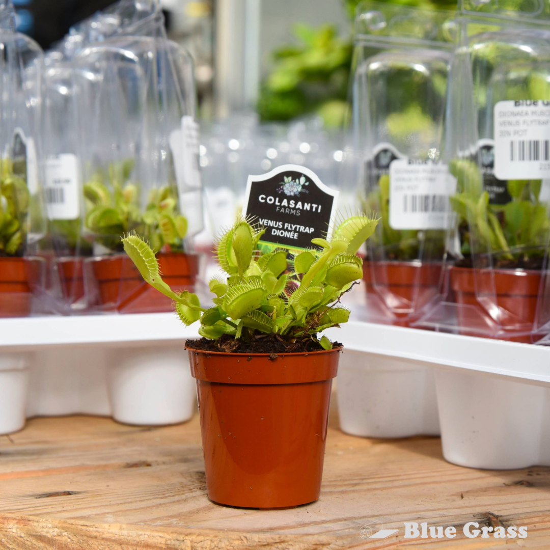 Dionaea Muscipula – Venus Flytrap 3 inch Pot – Blue Grass Nursery Dionaea Muscipula – Venus Flytrap 3 inch Pot – Blue Grass Nursery