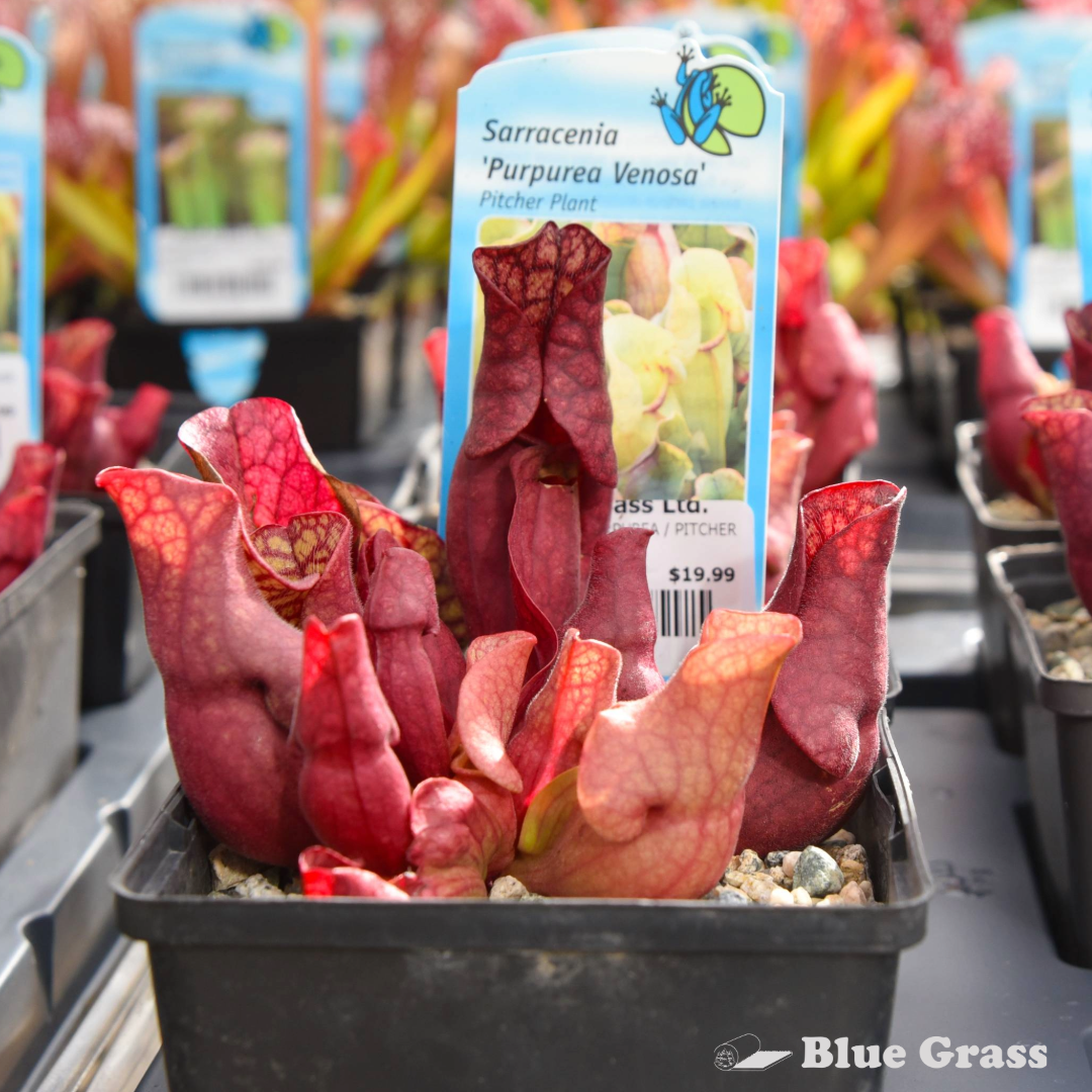 Sarraceneia Purpurea - Pitcher Plant - Purpurea Venosa - 5 inch Pot