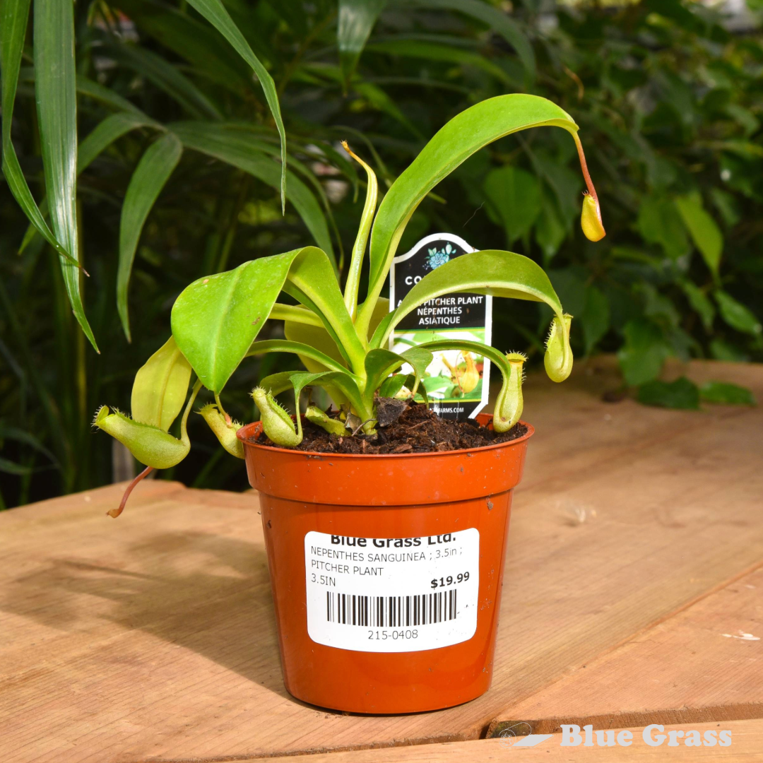 Nepenthes Sanguinea-Pitcher Plant 3.5 inch Pot