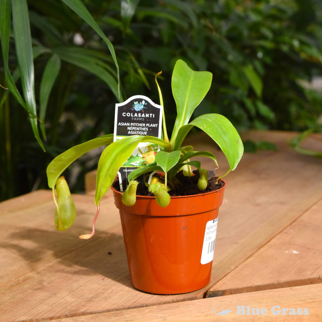 Nepenthes Sanguinea-Pitcher Plant 3.5 inch Pot - Image 2