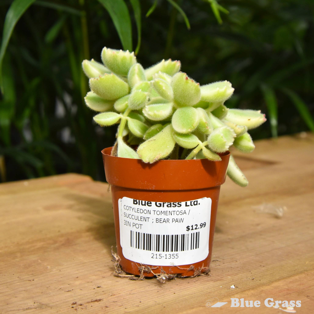 Cotyledon Tomentosa - Succulent Bear Paw 3 inch Pot