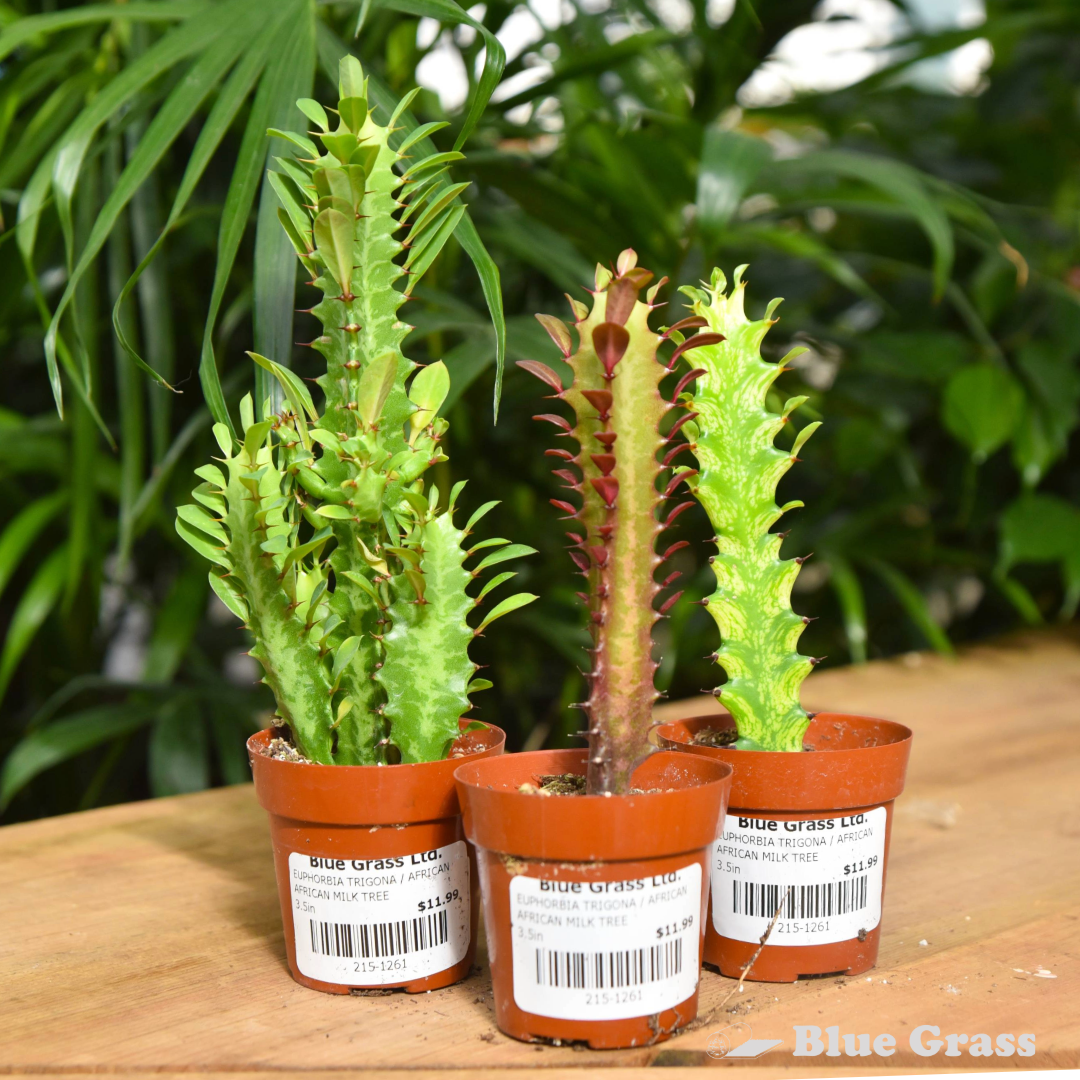 Euphorbia Trigona-Afracan Milk Tree -3.5 inch Pot