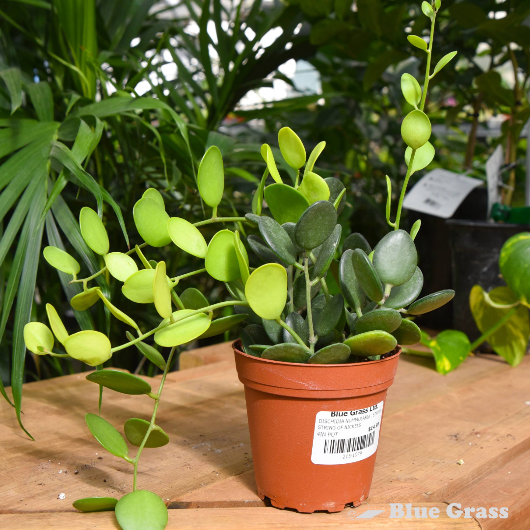 Dischidia Nummularia - String of Nickels 4 inch Pot