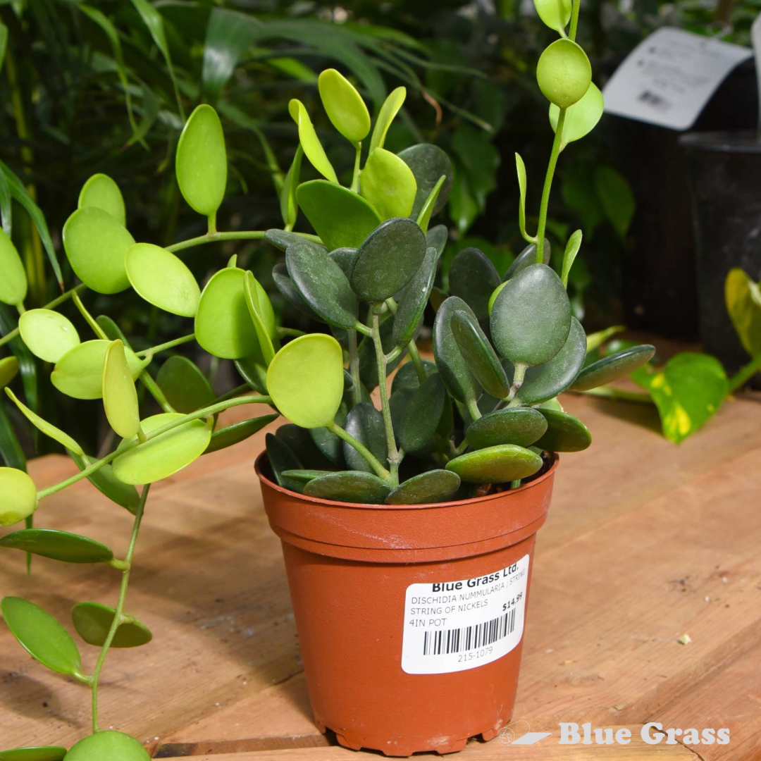 Dischidia Nummularia - String of Nickels 4 inch Pot - Image 2