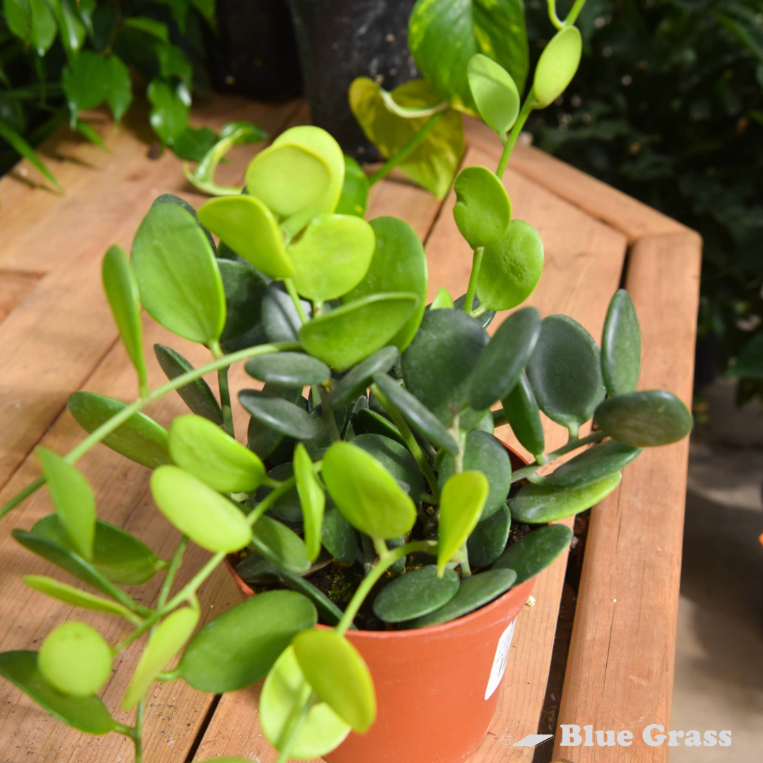Dischidia Nummularia - String of Nickels 4 inch Pot - Image 3