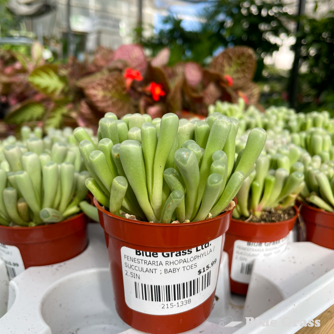 baby-toes-2.5in-succulant-fenestraria-rhopalophylla
