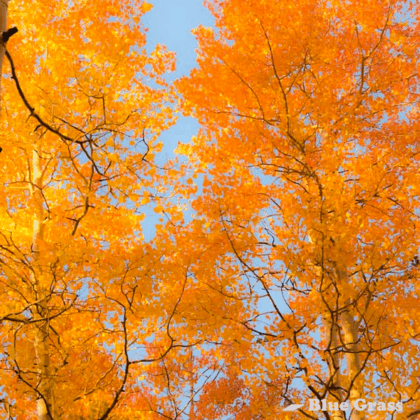 dancing-flame-trembling-aspen