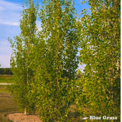 guardian-columnar-aspen-tree