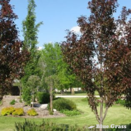 Gladiator® Crabapple