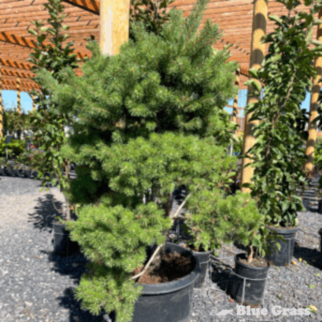 Scots Pine Pom Pom Calgary Location Blue Grass Nursery &