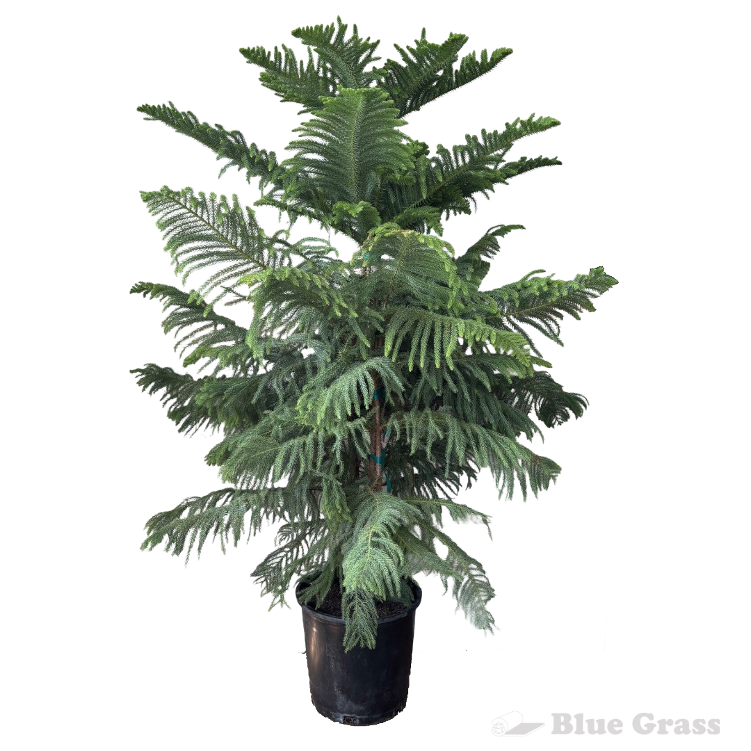 norfolk-island-pine