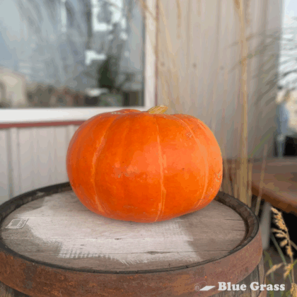 Cinderella-Pumpkin