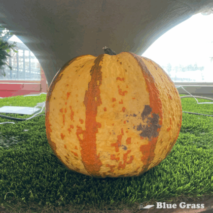 Warty-Goblin-Pumpkin
