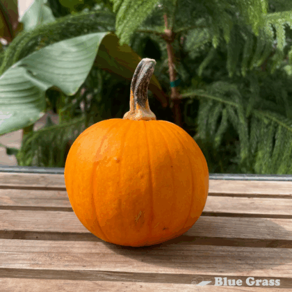 Kandy-Korn-Pumpkin