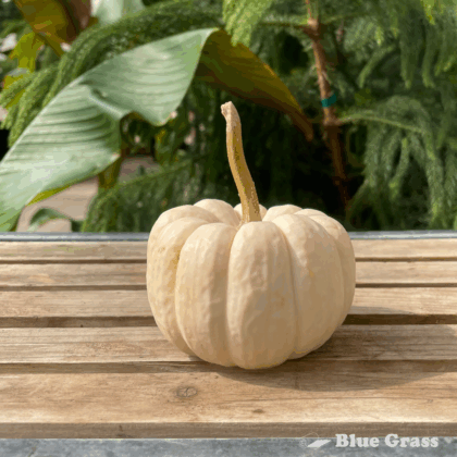 Mini-Baby-Boo-Pumpkin
