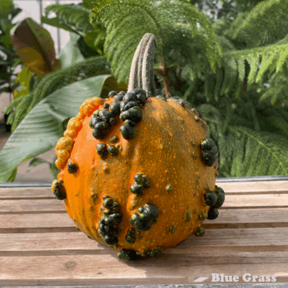 Mini-Warts-Pumpkin