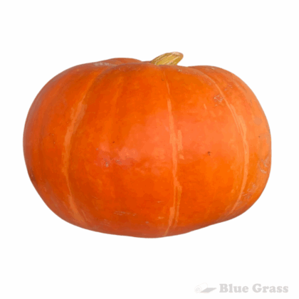 cindarella-pumpkin-super-size