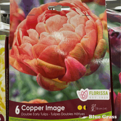 Fall Bulbs-Copper Image Double Early Tulips - Florissa