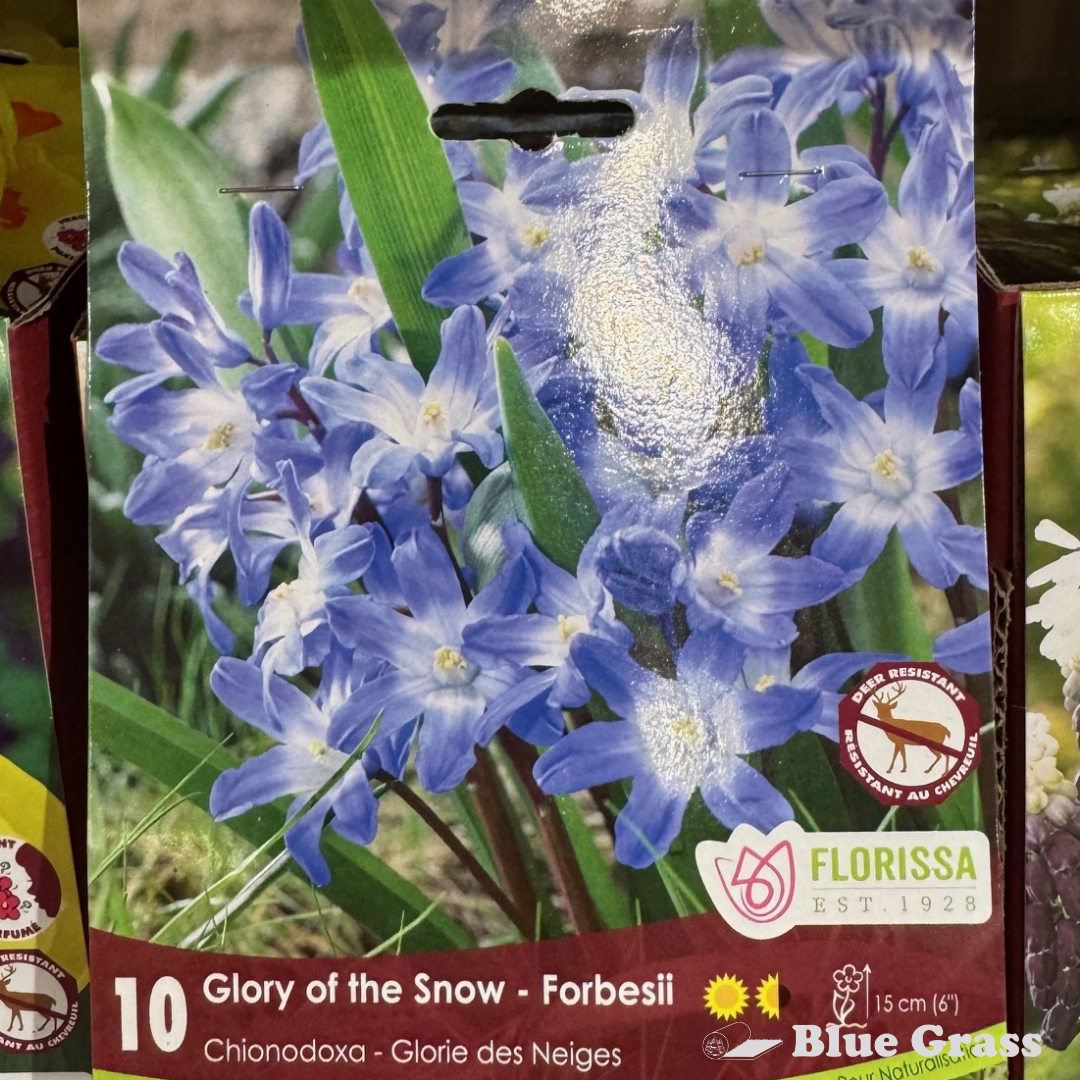 Fall Bulbs- Glory of the Snow – Forbesii Chionodoxa – Florissa – Blue ...