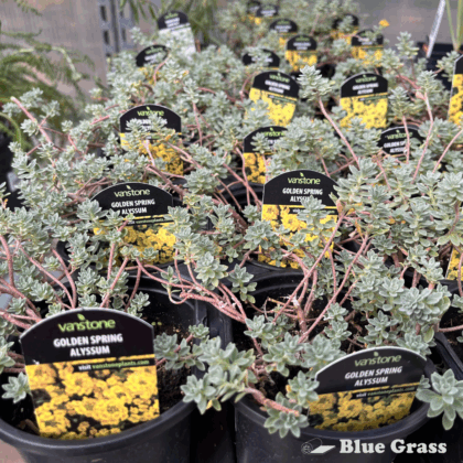 Golden Spring Alyssum