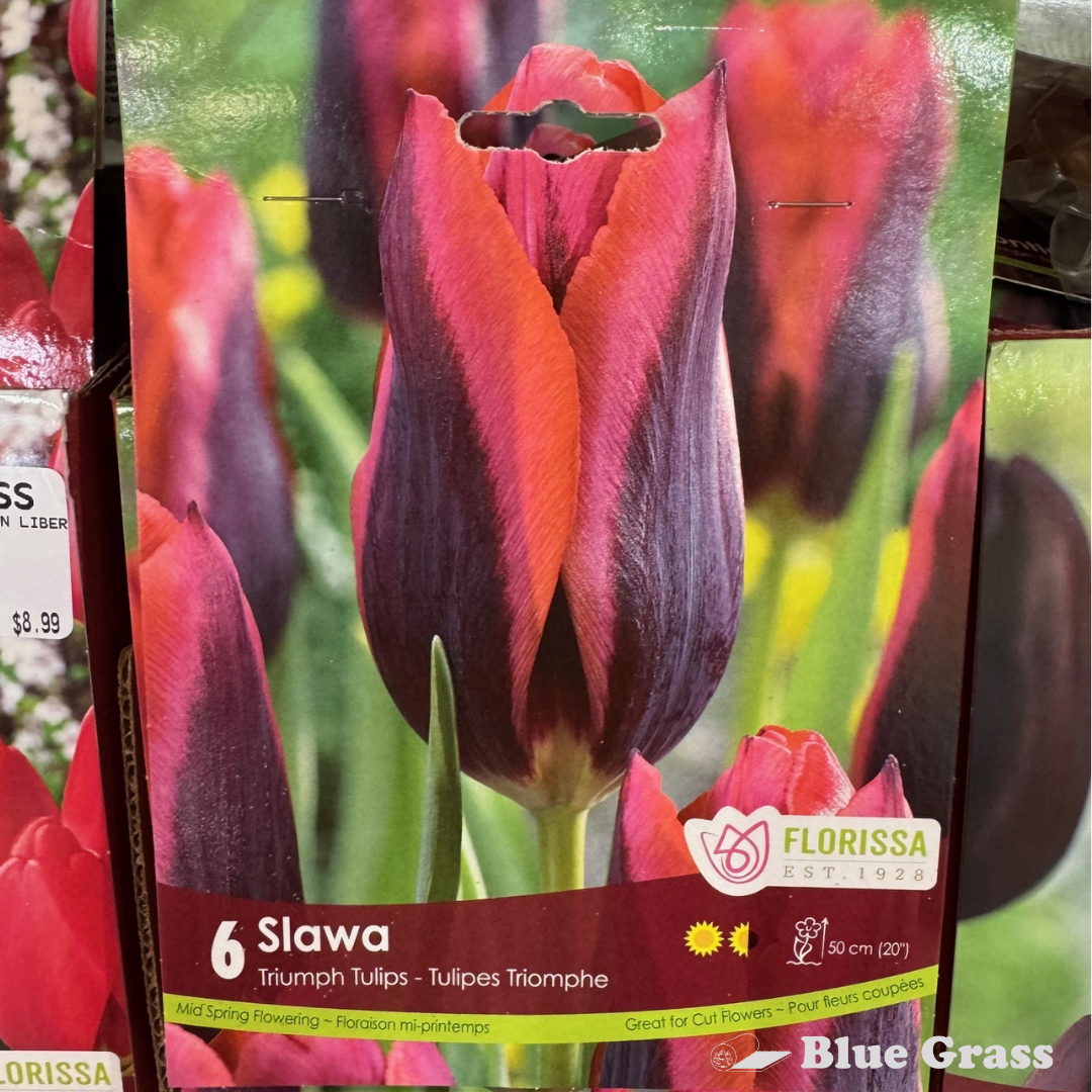 Fall Bulbs- Slawa Triumph Tulips - Florissa
