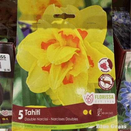 Fall Bulbs- Tahiti Double Narcissi - Florissa