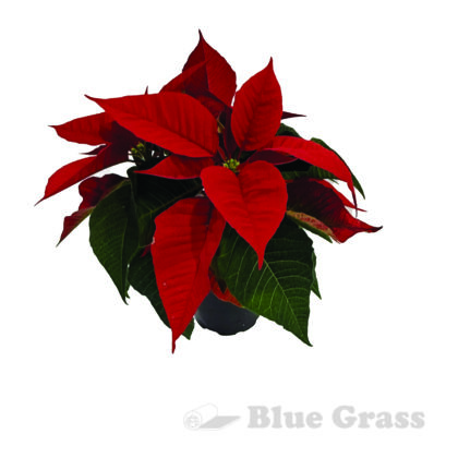4" Poinsettia
