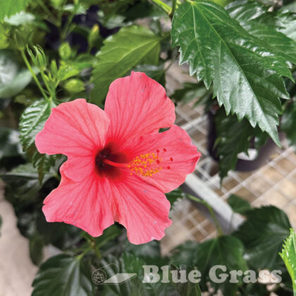 8” HIBISCUS