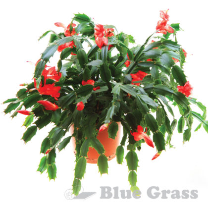 4” HOLIDAY CACTUS; ZYGOCACTUS