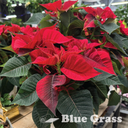 6" POINSETTIA