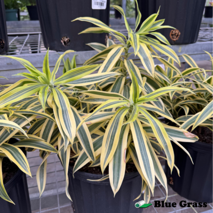 dacaena-song-of-india