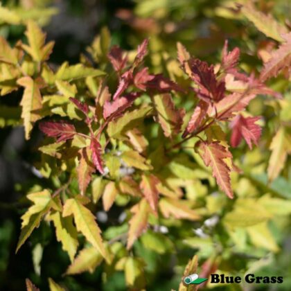 Acer-ginnala-Bron-Blazing-Elf-amur-maple