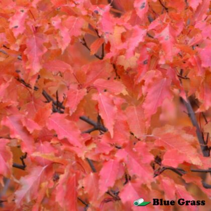 Acer-ginnala-amur-maple-shrub