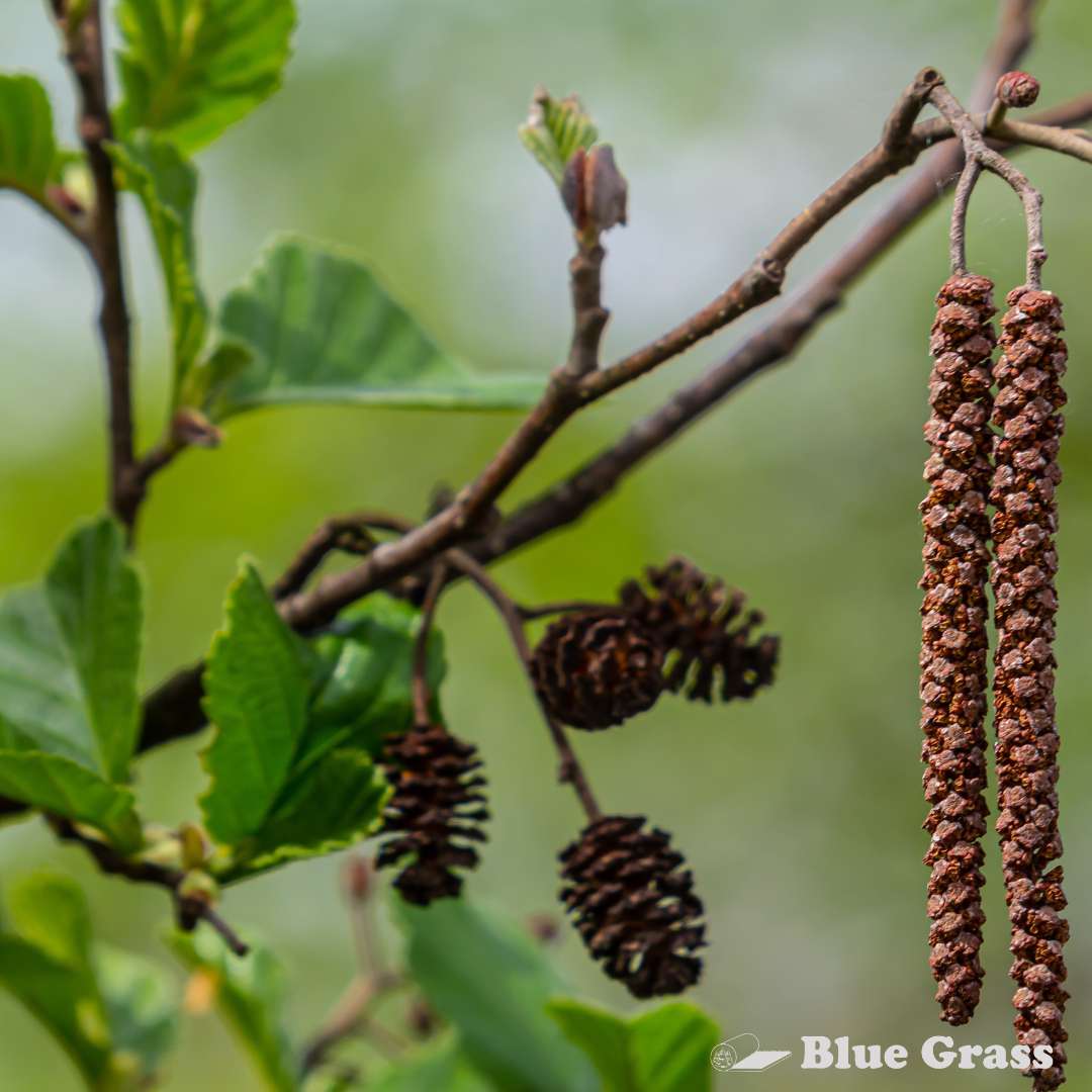 Alnus-viridis-crispa-green-alder