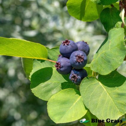Amelanchier-alnifolia-Martin-saskatoon-good
