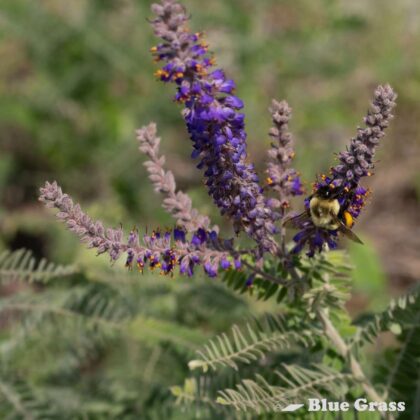 Amorpha-canescens-lead-plant