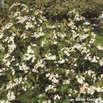 Aronia-melanocarpa-Autumn-Magic-black-chokeberry