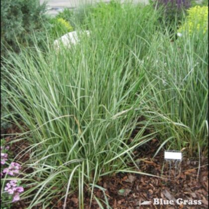 Calamagrostis-acu-Avalanche-feather-reed-grass