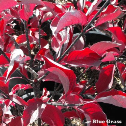 Cornus-alba-Kesselringii-keselring-dogwood
