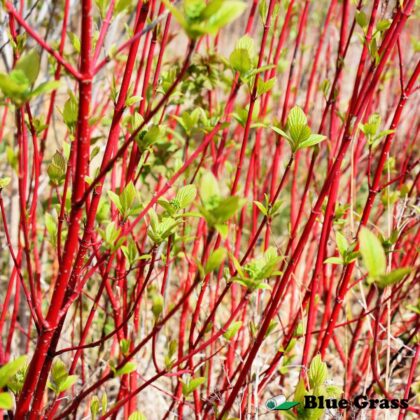 Cornus-alba-Prairie Fire-dogwood