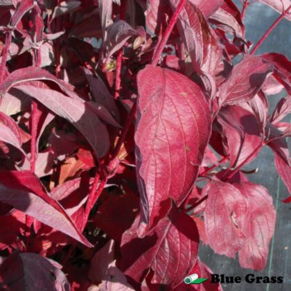 Cornus-alba-sibirica-Coral-siberian-coral-dogwood
