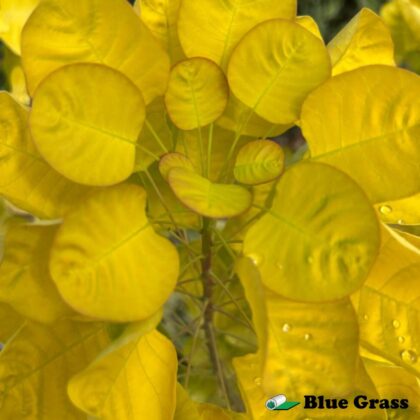 Cotinus-coggygria-golden-spirit-smokebush