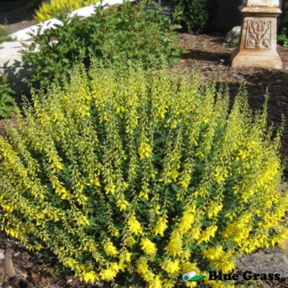 Cytisus-nigricans-Cyni-spike-broom