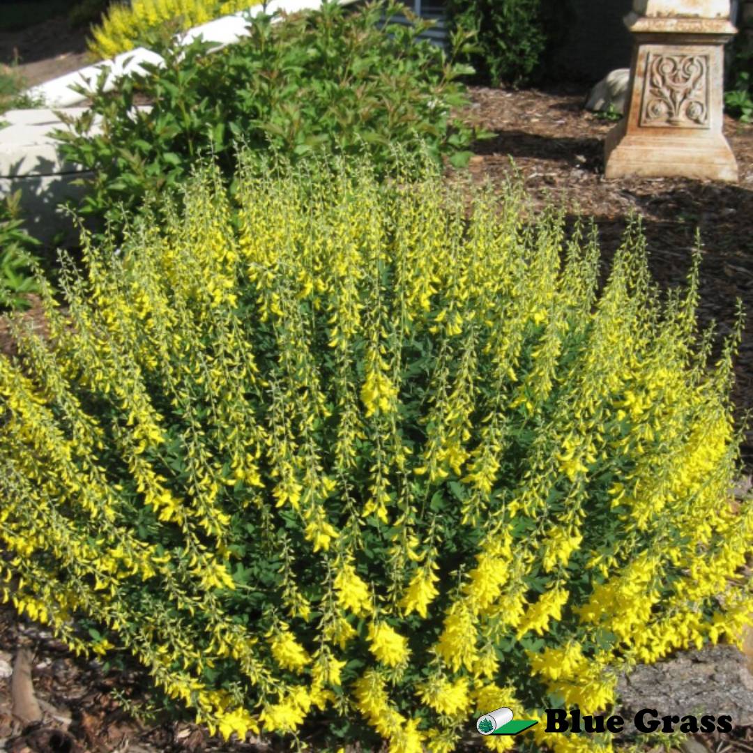 Cytisus-nigricans-Cyni-spike-broom