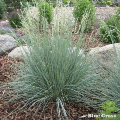 Festuca-glauca-Elijah-Blue-fescue-grass