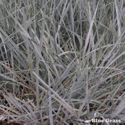 Leymus-arenarius-Findhorn-blue-lyme-grass