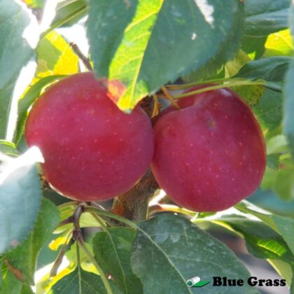 malus-kerr-apple