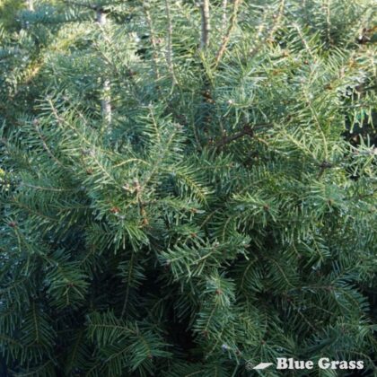 Abies-balsamea-balsam-fir